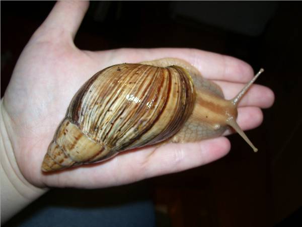 Achatina_immaculata_panthera